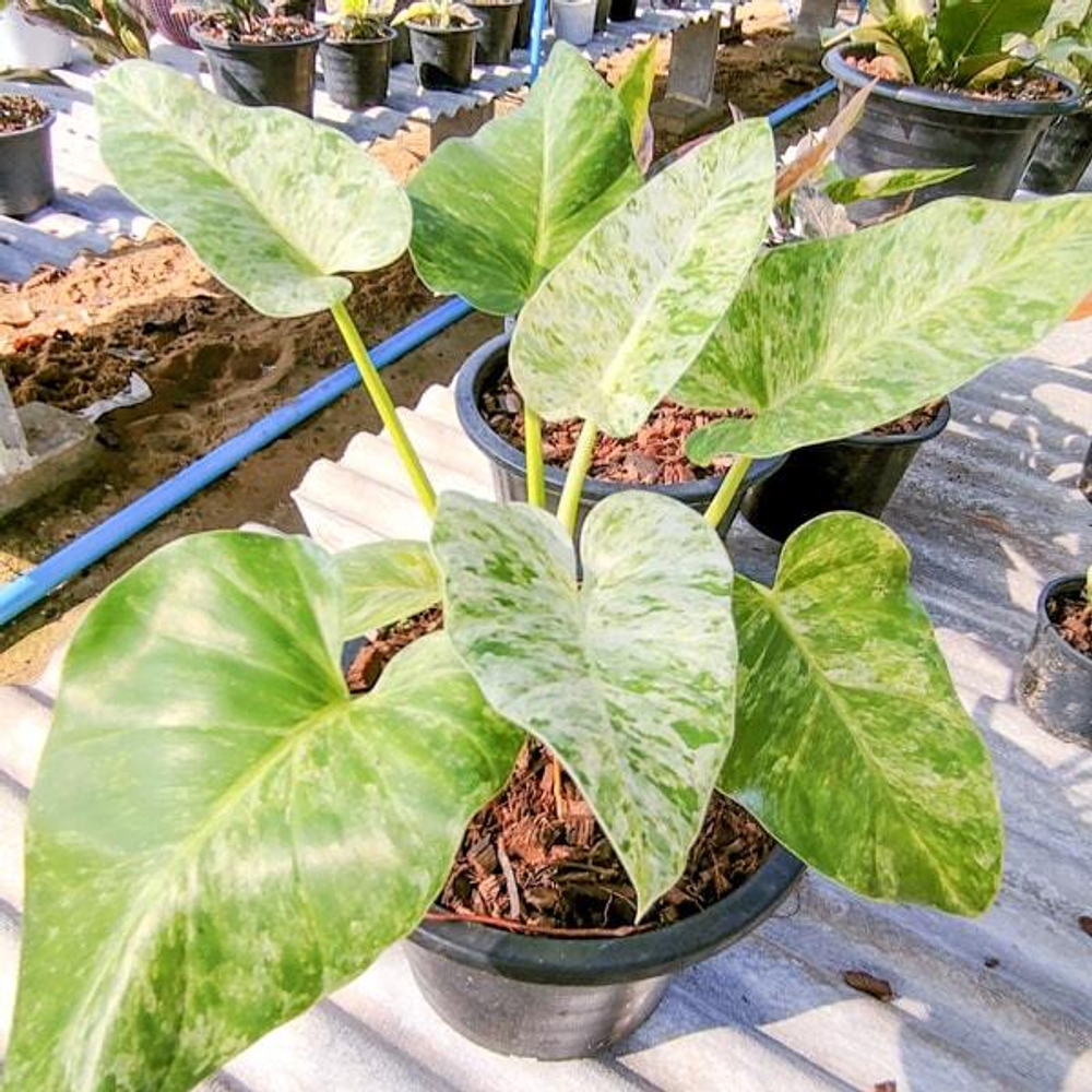 Филодендрон GIGANTEUM VAR s.L