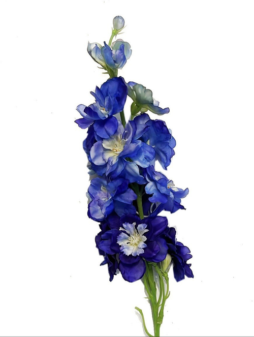 Дельфиниум