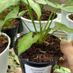 Сингониум JULIA WHITE