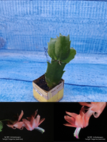 Schlumbergera cv. Twilight Tangerine (Шлюмбергера)