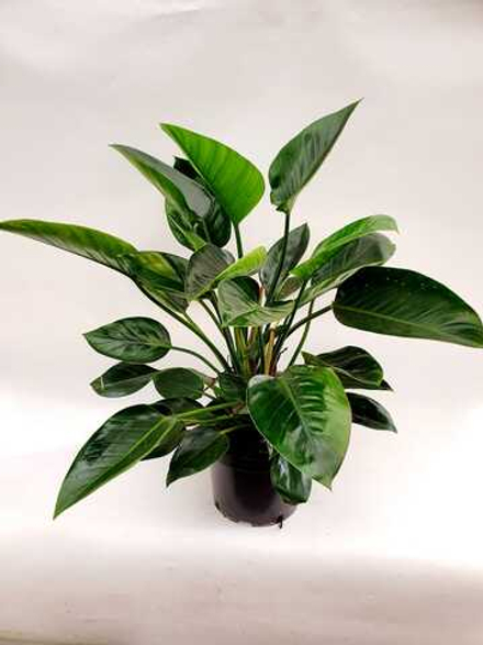 Филодендрон рэдгрин микс