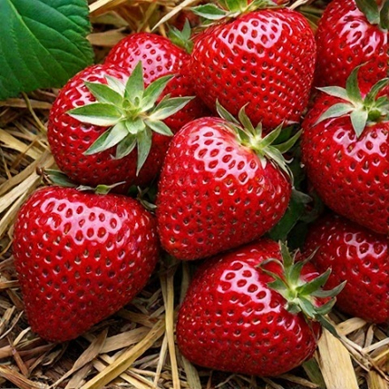 Земляника садовая Магнус, поздняя