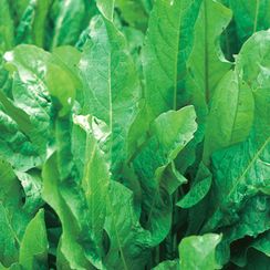 Бельвильский семена щавель (Enza Zaden | Alexagro)