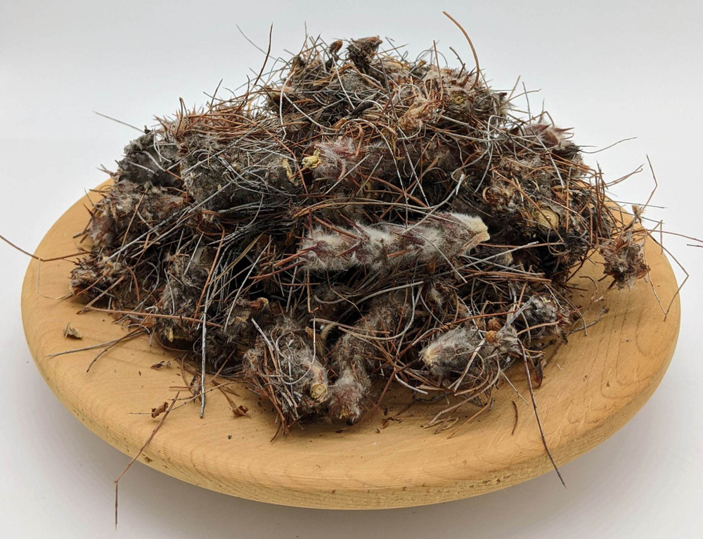 Карагана гривастая