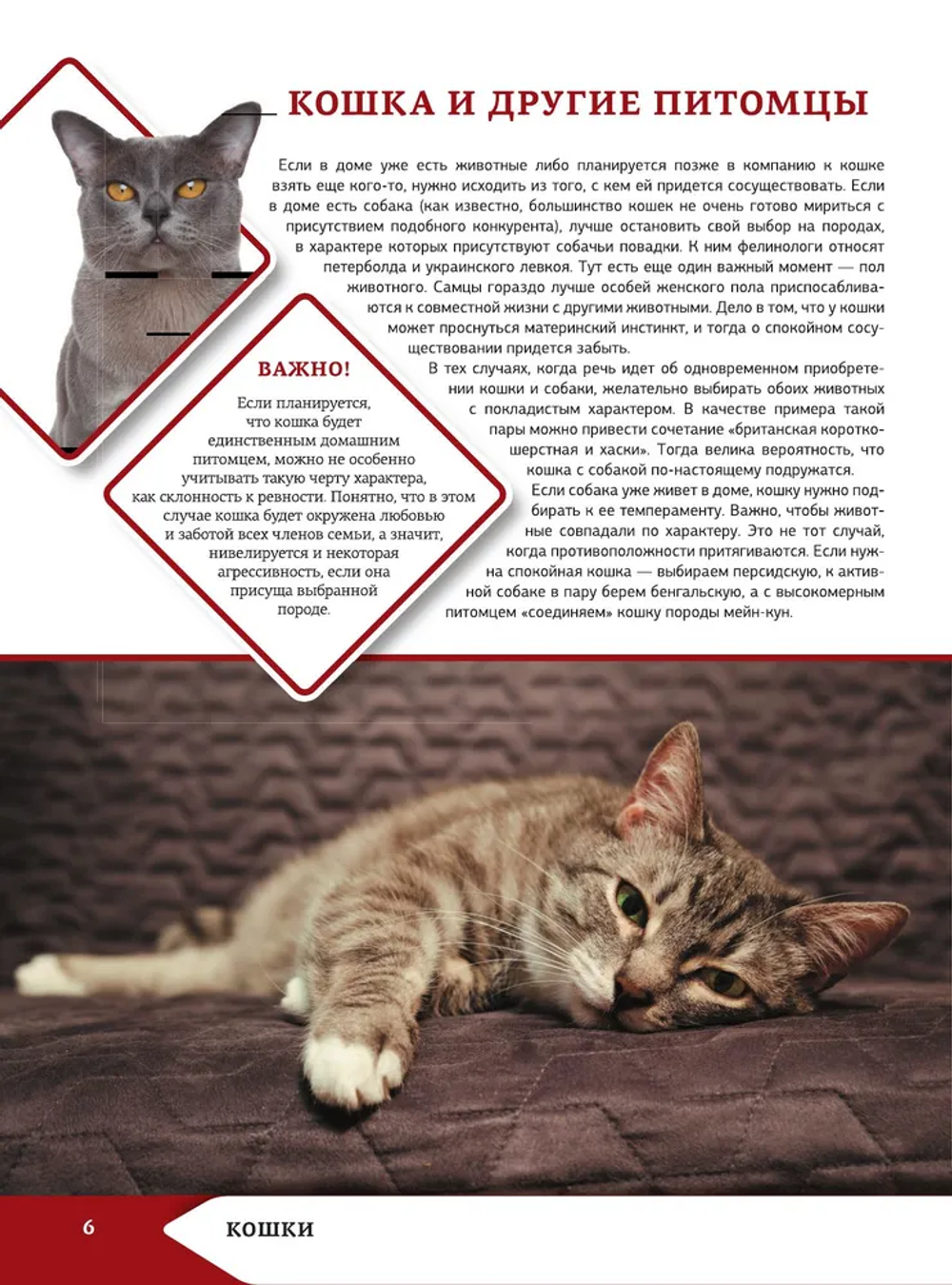 Большая энциклопедия о кошках и собаках