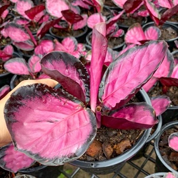 Марантовые. Поставка S03 май 2026