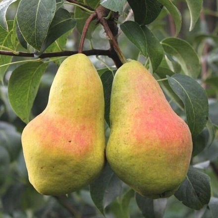 Груша Перун