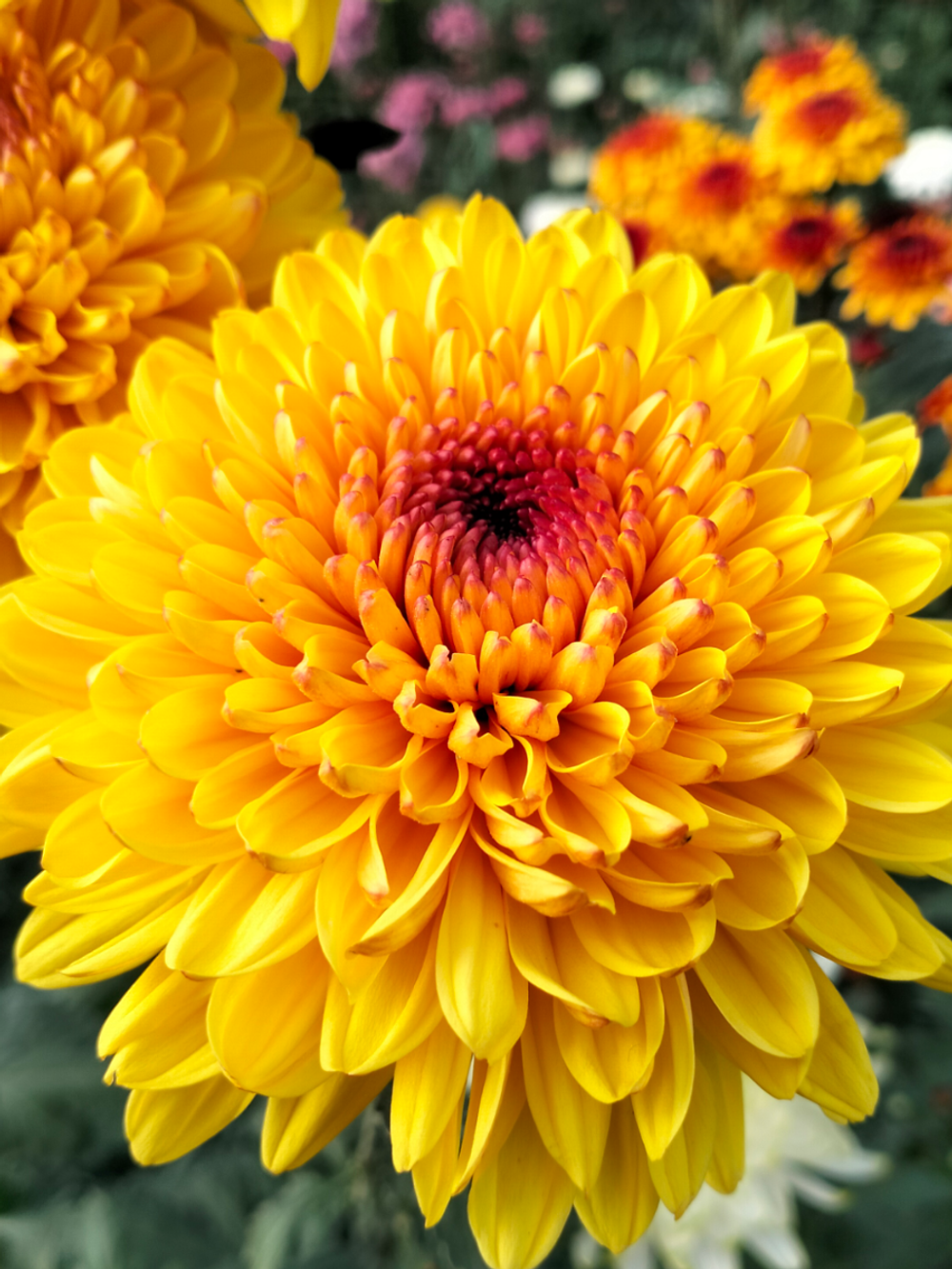 🍀Хризантема кустовая Serov /к.31/поставка май 2026г/