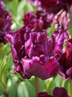 Тюльпан Попугайный Викториас Сикрет