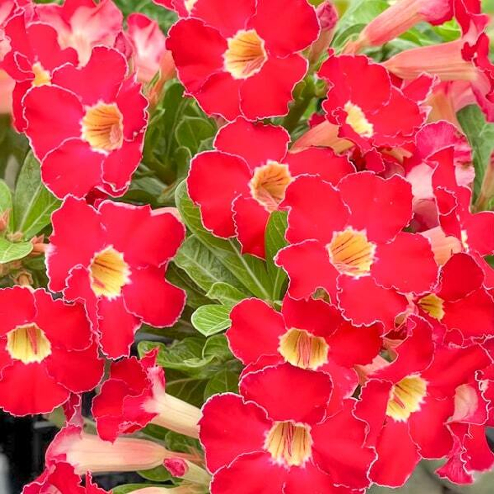 Адениум RUBY LOVE