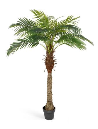 Пальмы и экзотические растения