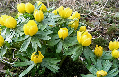 Разнолуковичные на осень 25