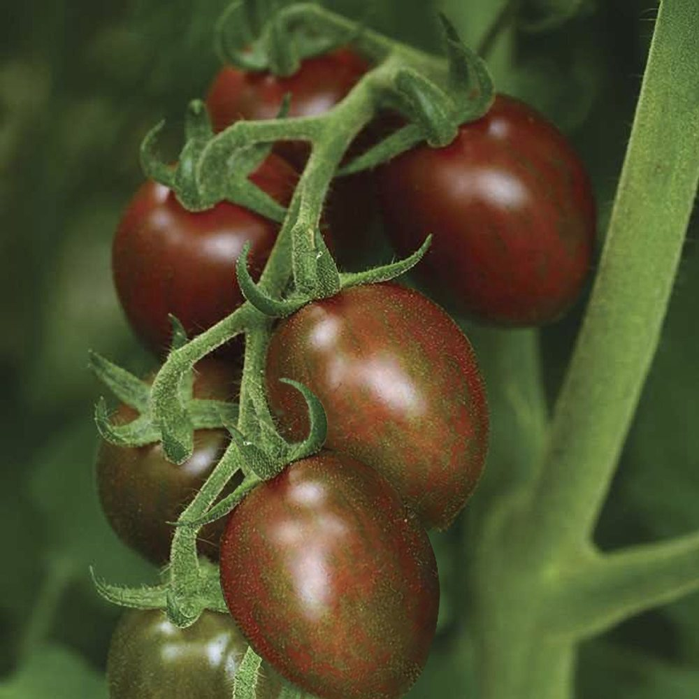 Томат Чоко Бэби Плам F1 5шт ВитаГрин ЭКСТРА