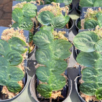 Рафидофора CELATICAULIS