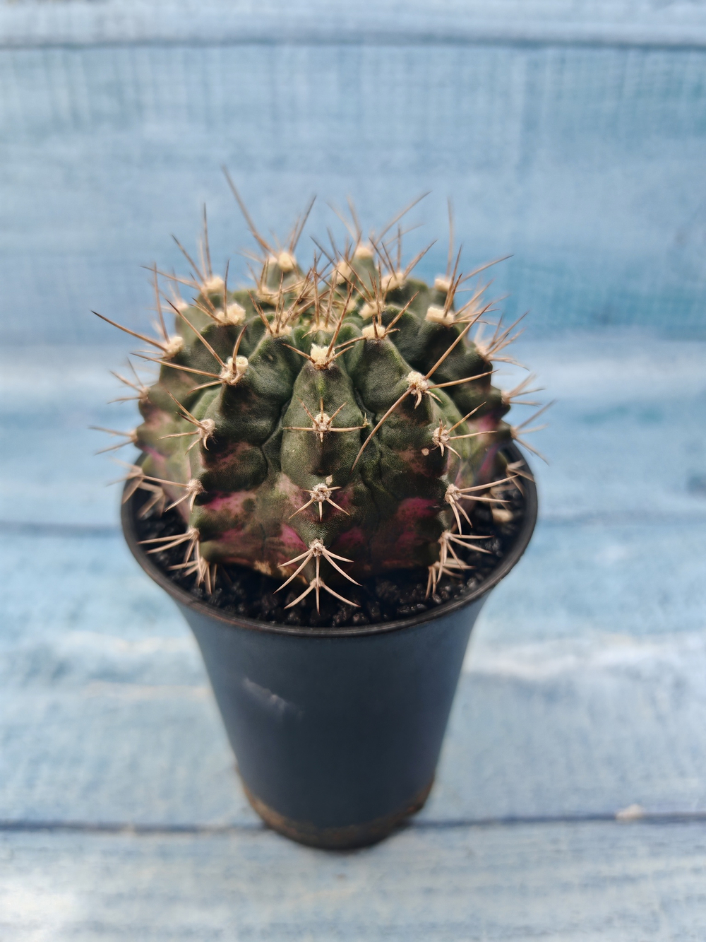 Gymnocalycium T-Rex Pink hybride (Гимнокалициум)