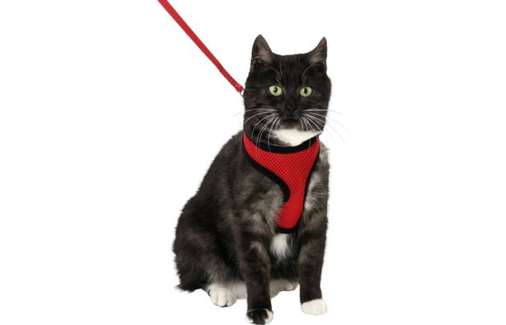 Шлейка с поводком для кошек крупных пород, HARMS 120 см/ 15 мм, красный/чёрный, Flamingo