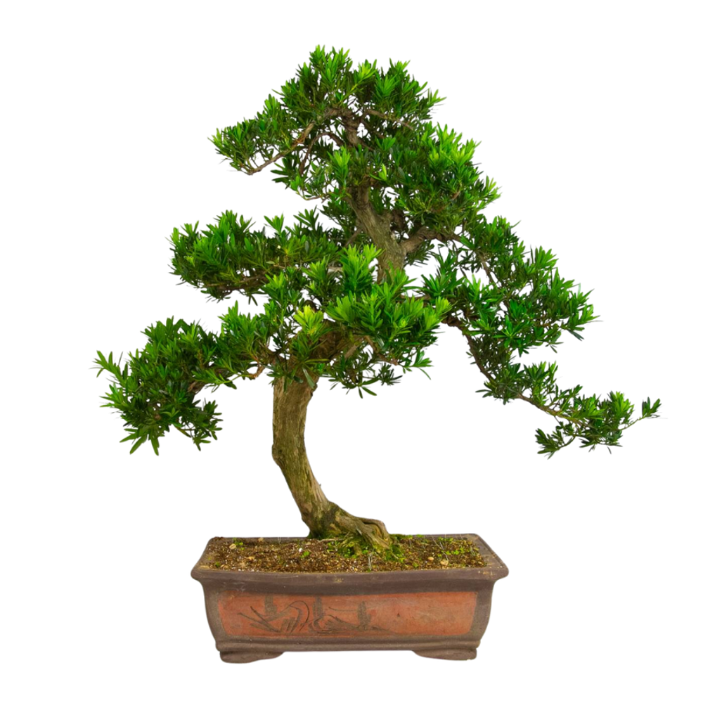 Бонсай Ногоплодник (Мелия)