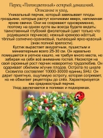 Перец Пятицветный домашний острый