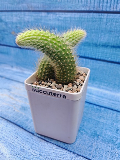 Hildewintera Colademononis (Хильдевинтера)