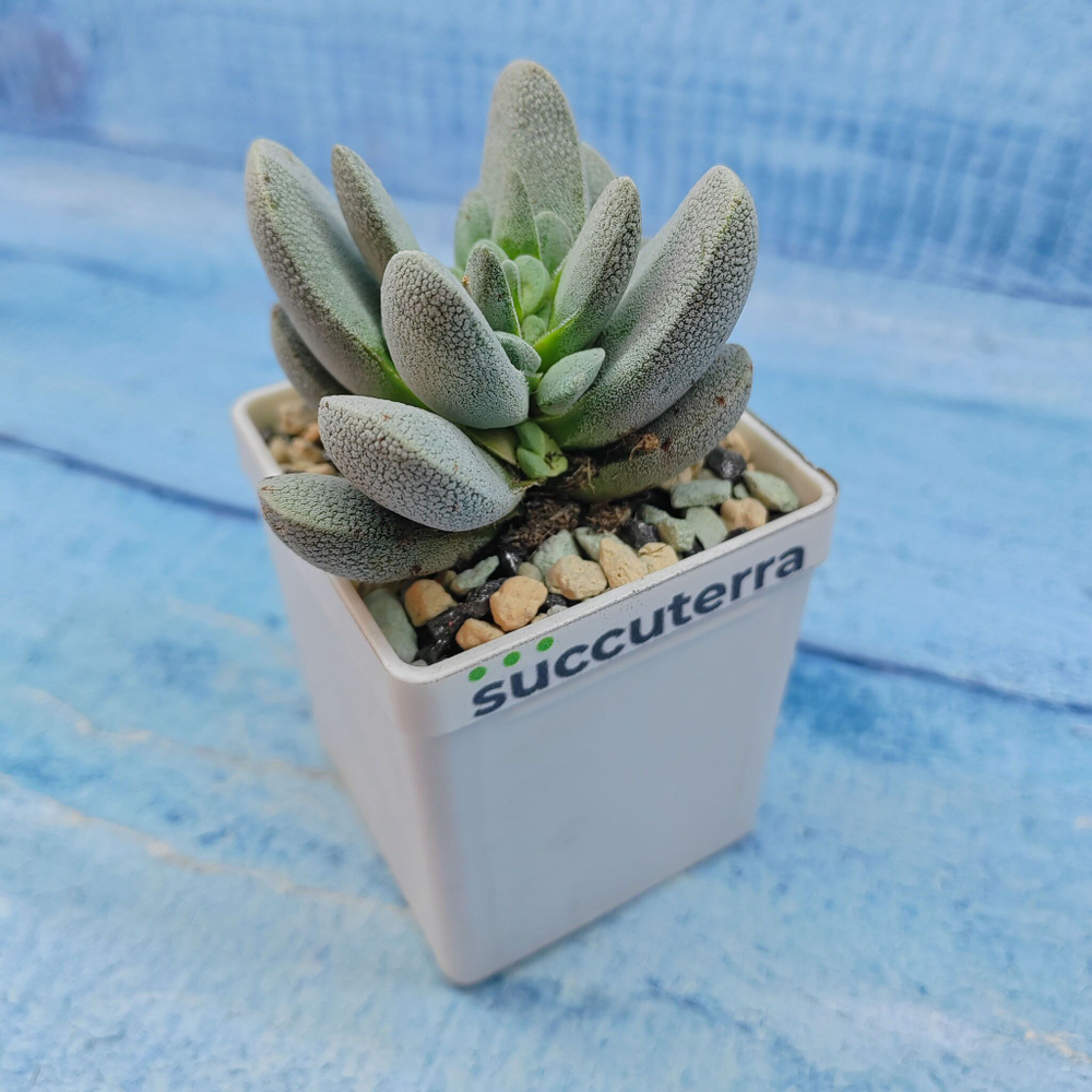 Crassula Tecta (Крассула)