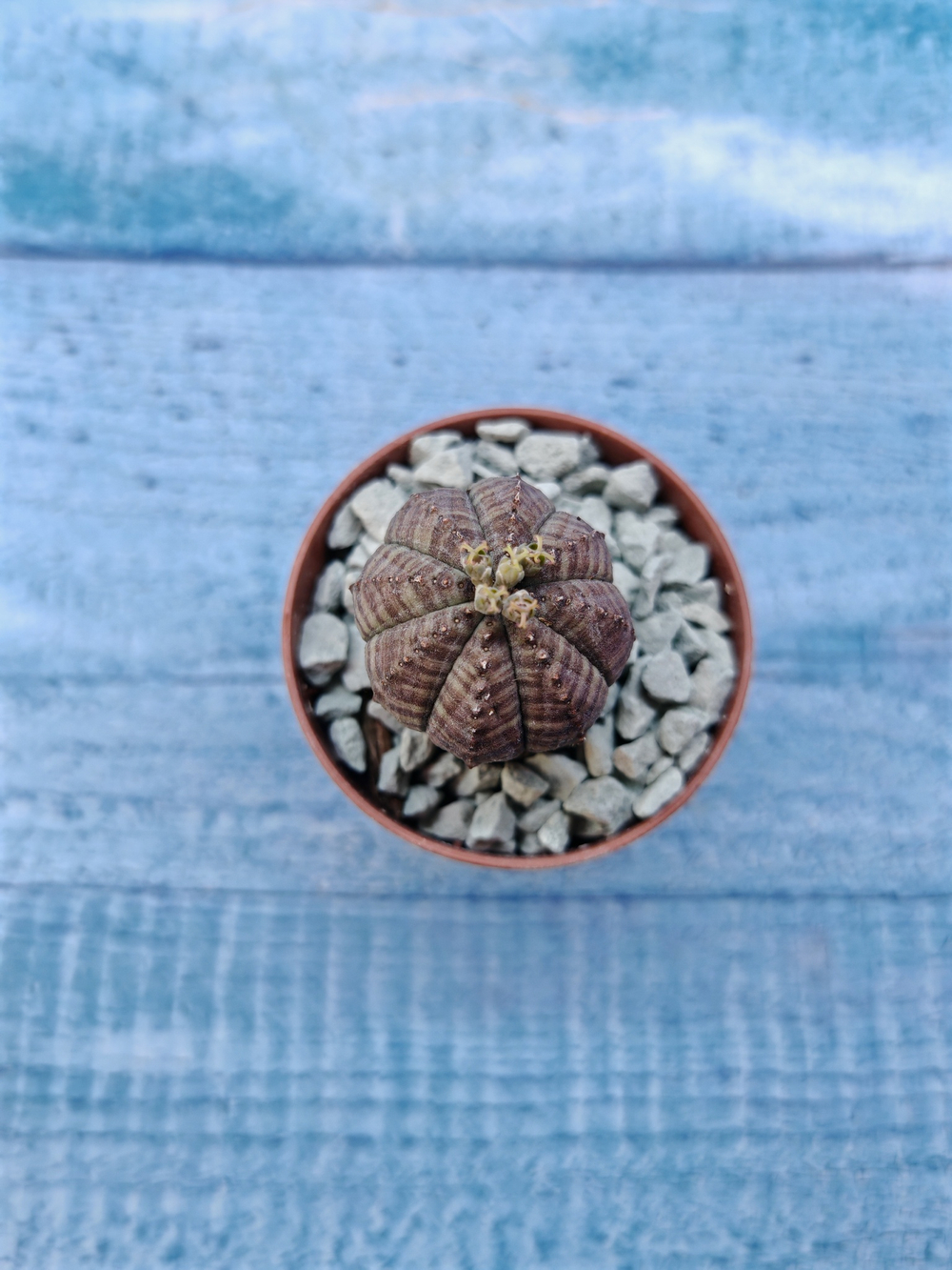 Euphoria Obesa (Эуфорбия)