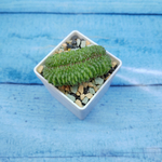 Mammillaria Spinosissima Un pico cristata (Маммилярия)