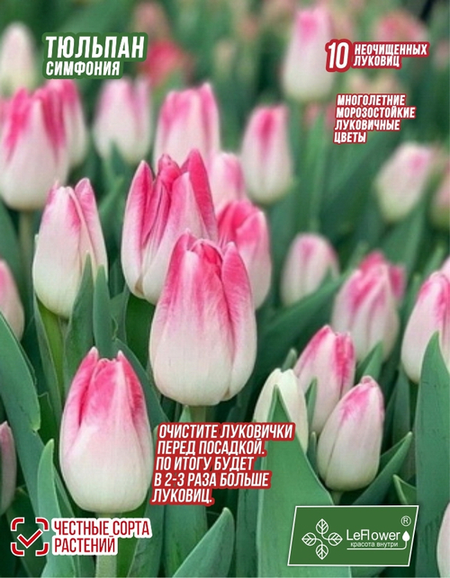 Тюльпан Луковица, Симфония, 10шт