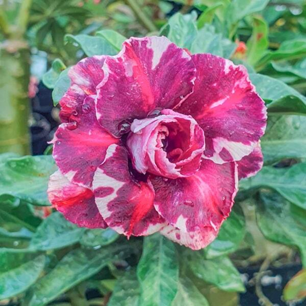 Адениум обесум 329 X98 Mutation