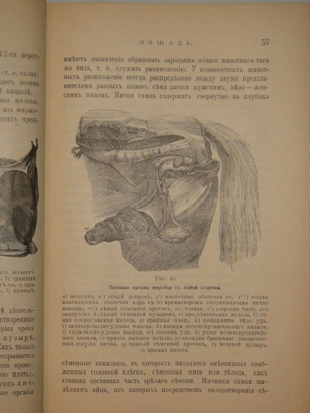 "Иллюстрированный гомеопатический лечебник для домашних животных. Руководство к предупреждению и гомеопатическому лечению болезней лошадей, рогатого скота, овец, свиней, собак и домашней птицы". Вильмар Швабе. 1880г.