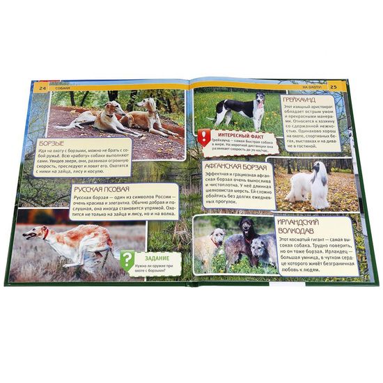 Энциклопедия А4 с развивающими заданиями. Собаки. Формат: 197х255 мм. 48 стр. Умка