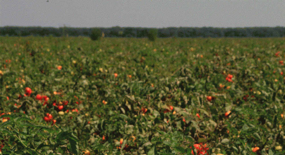 Велоз F1 семена томата полудетерминантного (Seminis / Семинис)