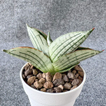 Сансевиерия DIAMOND