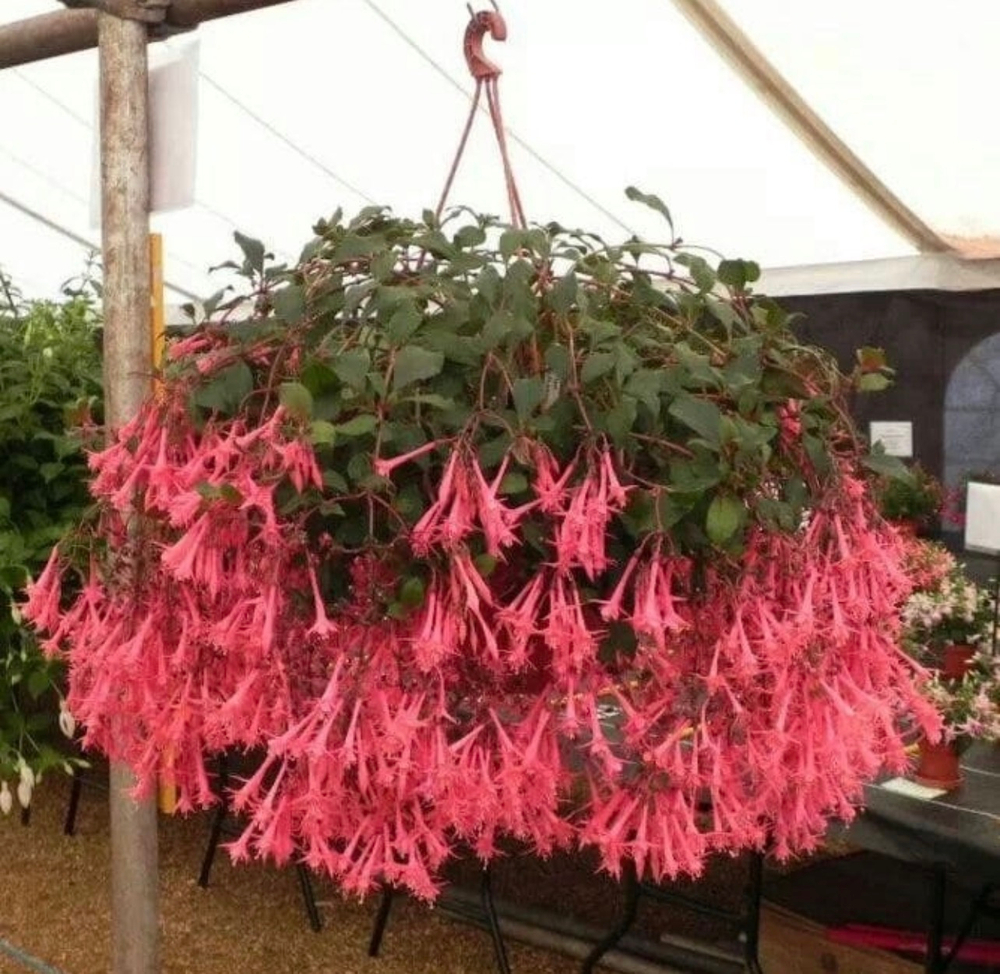 Фуксия Trailing Eruptions