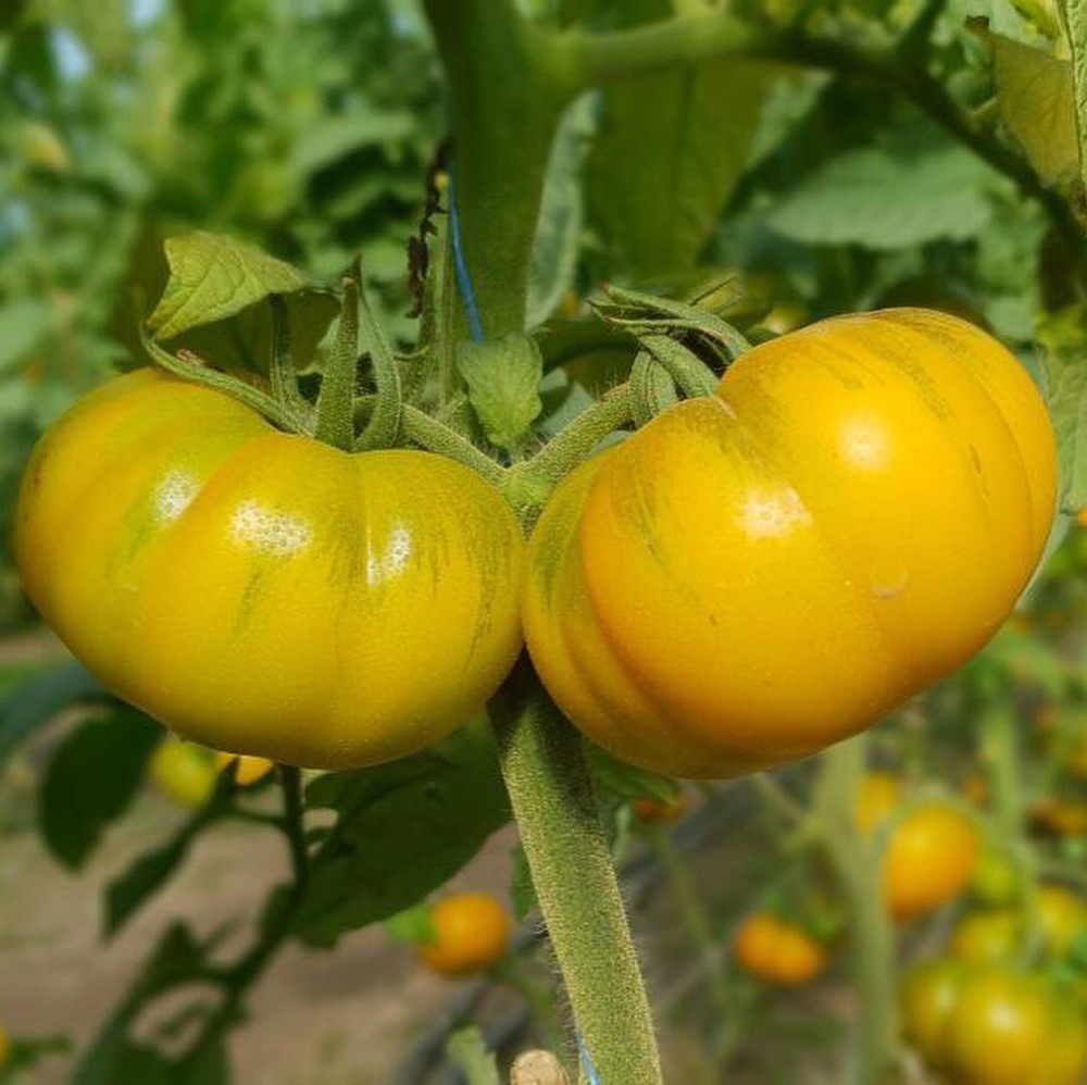 Еллоу Кой F1 семена томата индетерминантного ( Yuksel Tohum / )