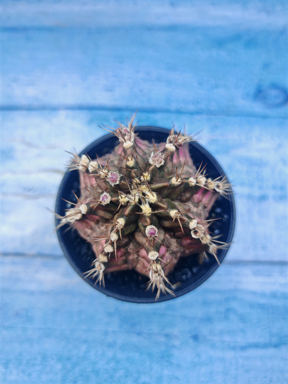 Gymnocalycium T-Rex Pink hybrid (Гимнокалициум)