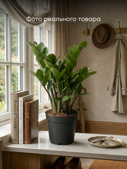 Замиокулькас Round Leaf д. 12