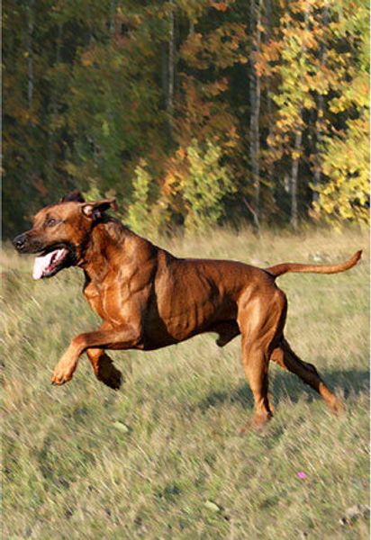 Родезийский риджбек