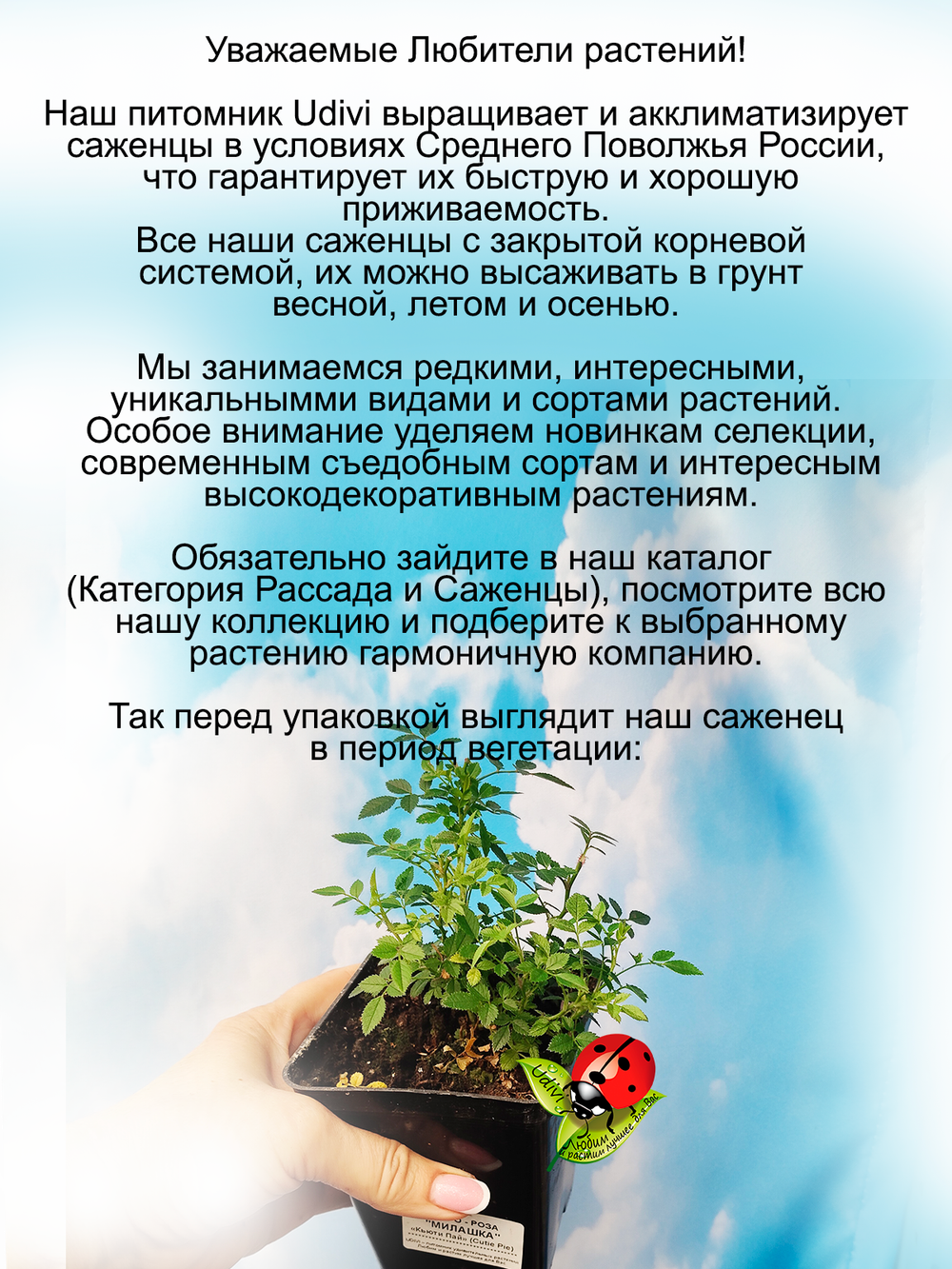 Роза Милашка экстра мини Кьюти Пай