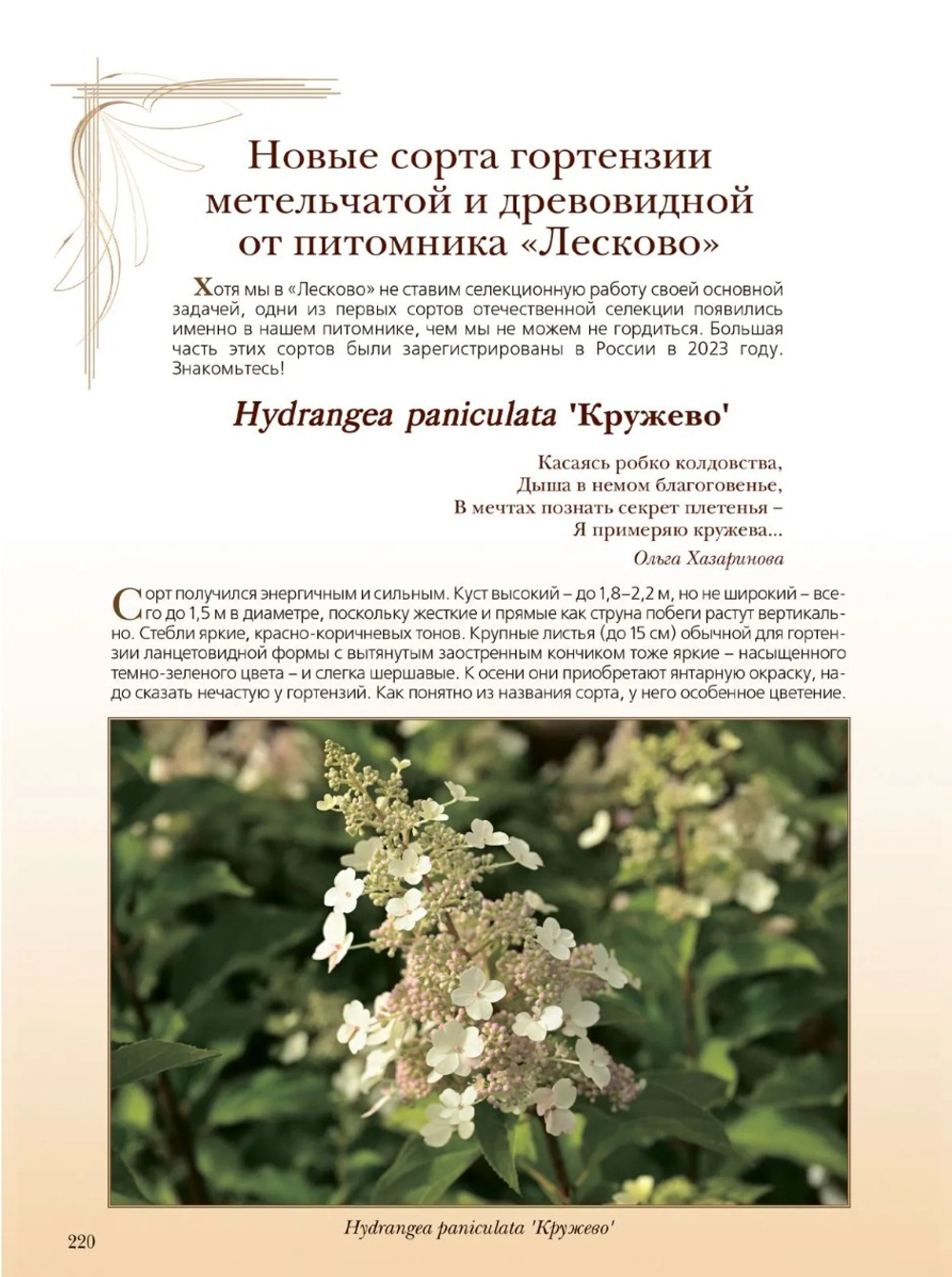 Гортензия. Факты в историях