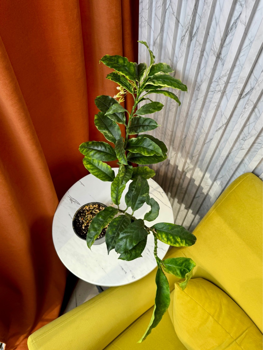 Хойя Мультифлора, D12см Н15см, 1шт, Urban Jungle (2962)