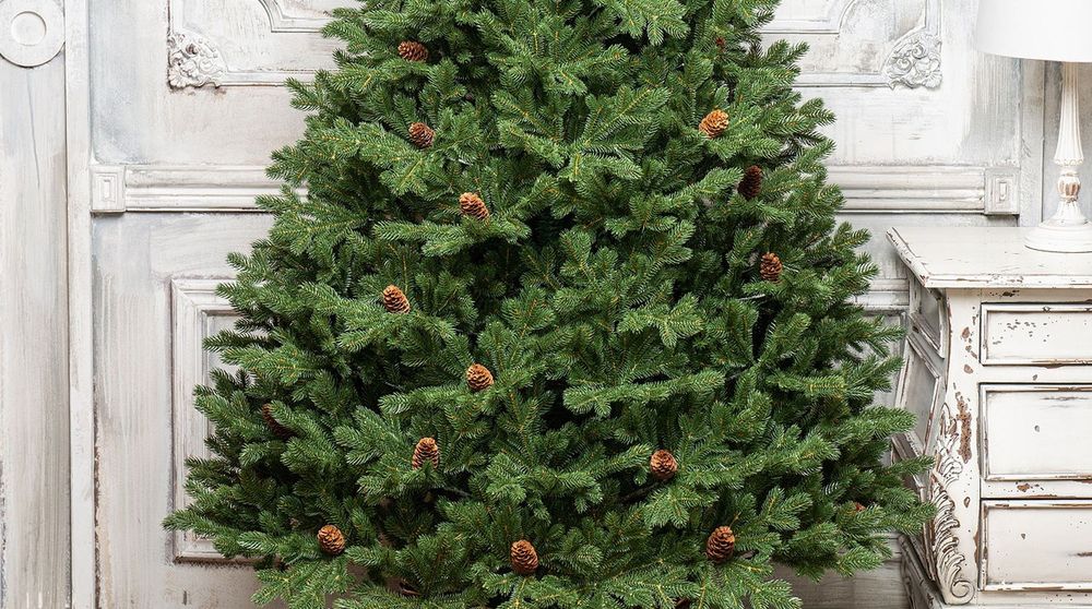Ель с шишками «Чарующая» (Литая хвоя) от 1,8 м до 2,4 м