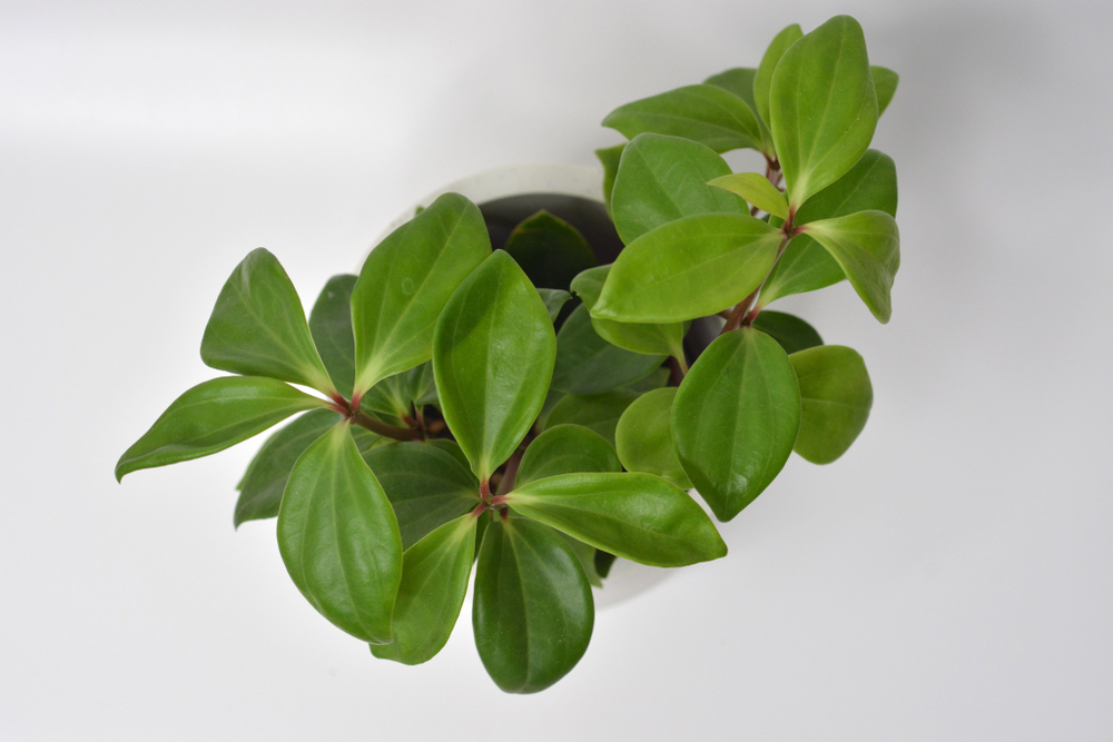 Пеперомия Перескиелистная / Peperomia Pereskiifolia