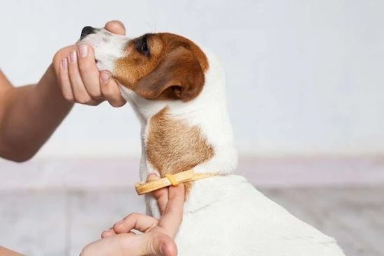 Маленький укус - большая опасность!