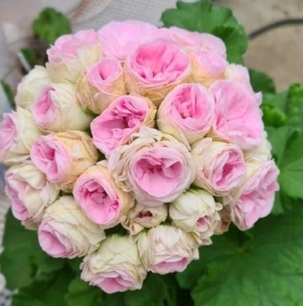 Пеларгонии в наличии укорененные черенки