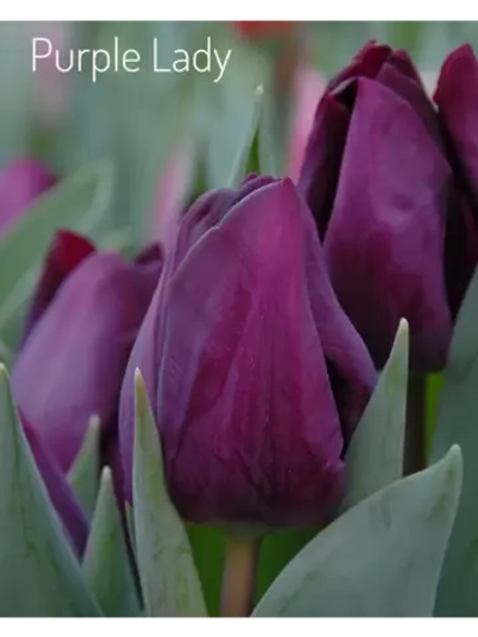 Тюльпаны,луковицы 12+ сорт Purple Lady (3 штуки)