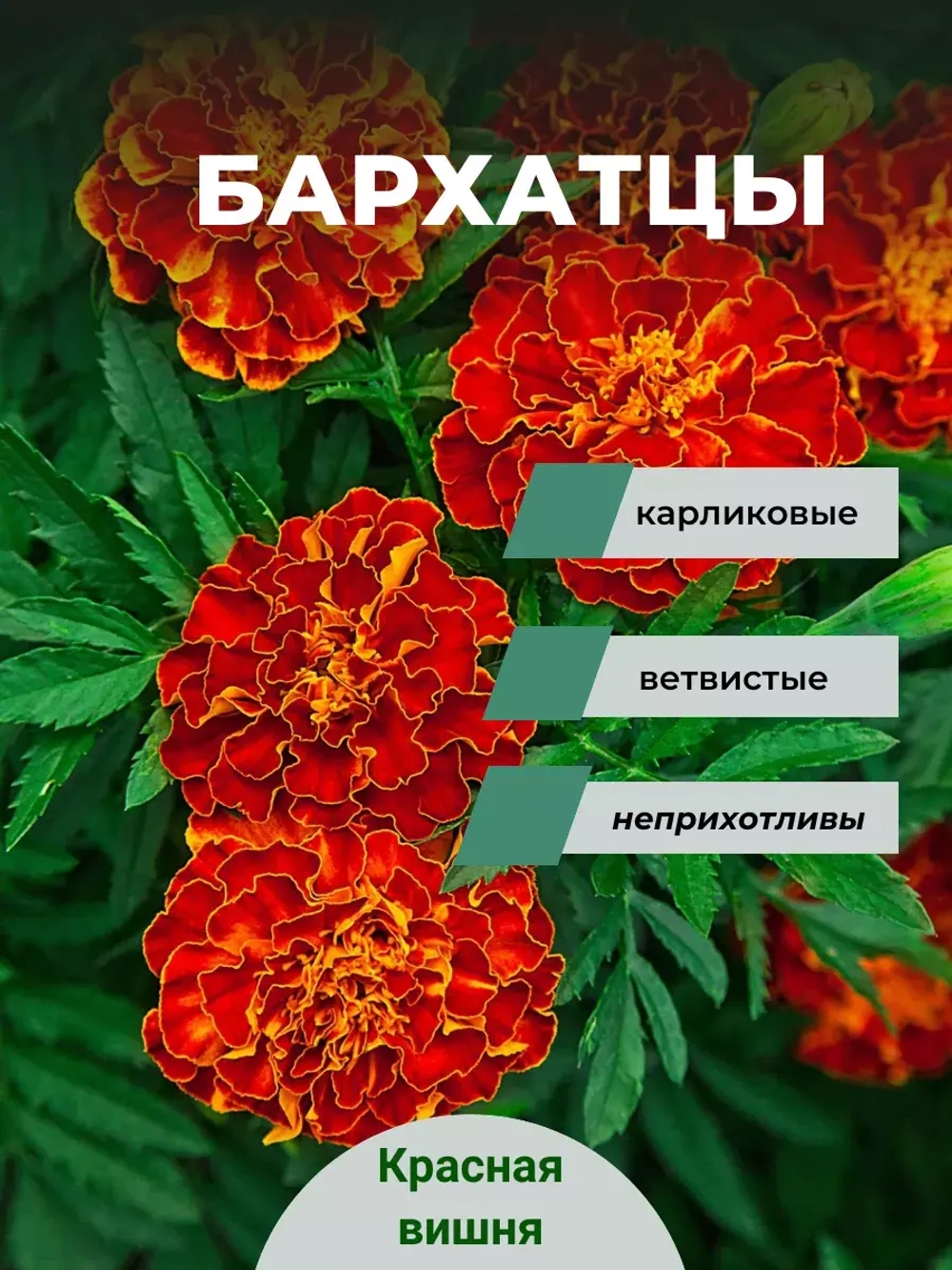 Бархатцы Красная вишня
