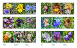 Life with Flowers: Inspiration and Lessons from the Garden