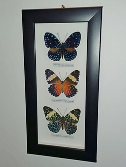 Бабочки Гамадриасы в рамке