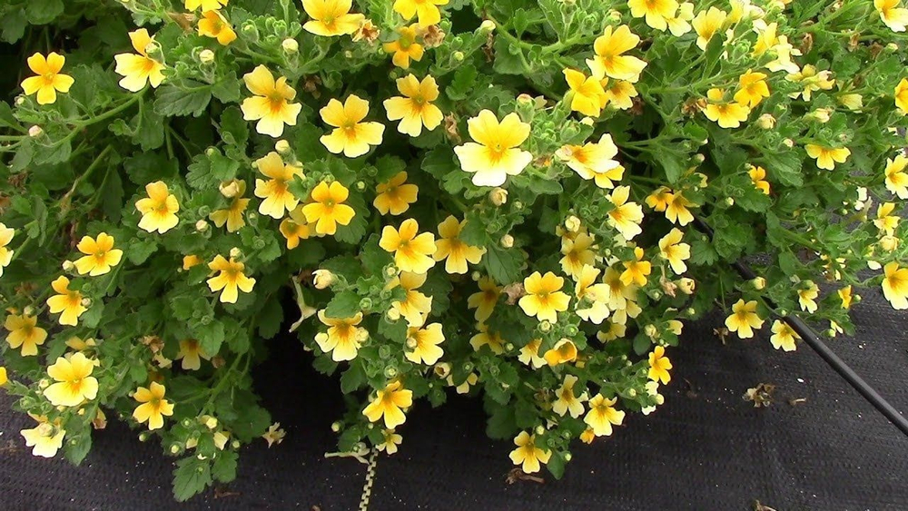 Джеймсбриттения Stardom goldstar