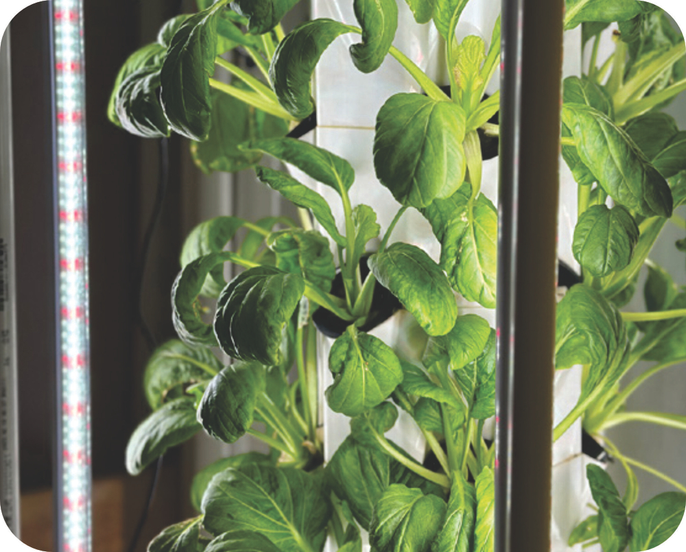 Гидропоника